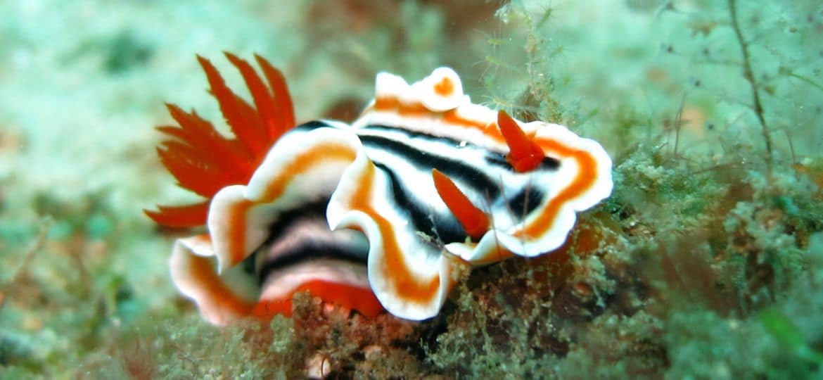 nudibranch-1537993