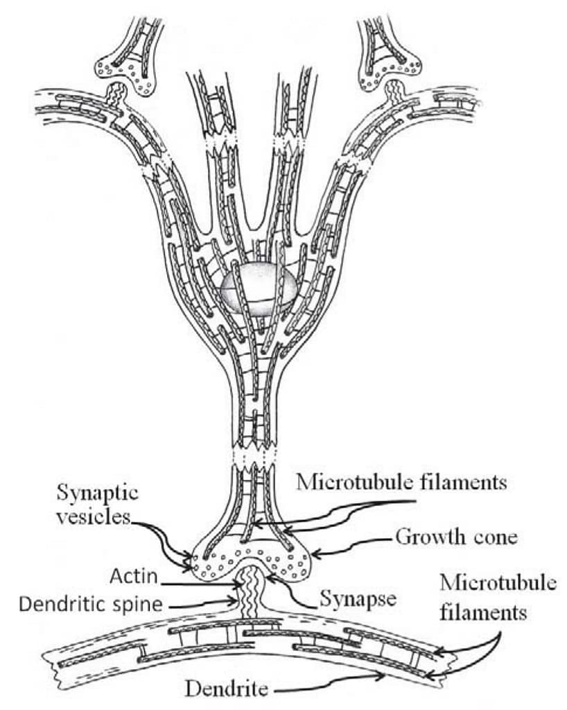 Fig. 2 Network of microtubules in neuron